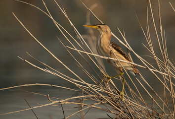Little Bittern on reeds at Asker marsh, Bahrain