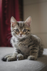 A gray tabby kitten sits on a sofa in a home interior. Close-up portrait of a pet. Cozy home, cute animal concept.