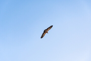 Griffon vulture spinning on the sky above Rocca del Crasto mountain, Sicily