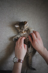Small tabby kitten in human hands. Playing with a pet, cozy home, cute cubs, taking care of animals concept.