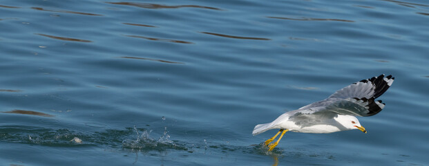 seagull in flight