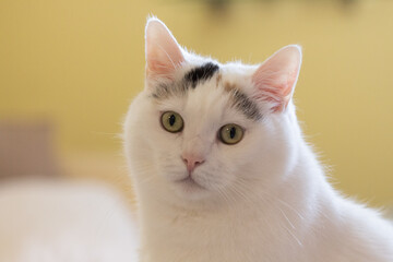 Primo piano di gatto con sfondo sfocato