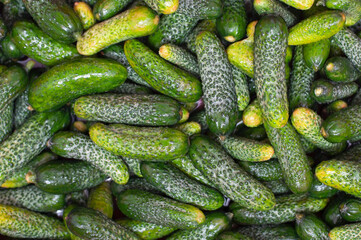 Many green cucumbers are washed in water, the hostess prepares to pickle them to consume in winter