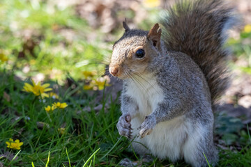 grey squirrel (Sciurus carolinensis) eating a nut