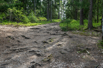 Walkway rural trail or road with trees roots in forest. Path with high evergreen trees. Sunny spring day in the woods. Beautiful forest landscape.