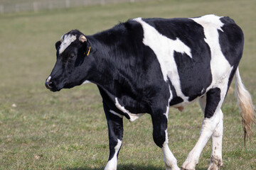 Black and white dairy cow.
