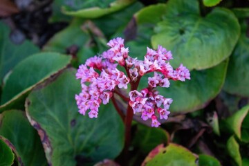 butterfly on a flower