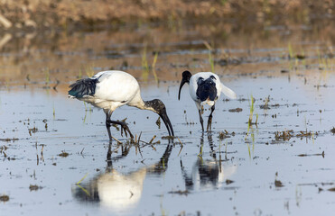 Ibis sacro nelle risaie Novaresi