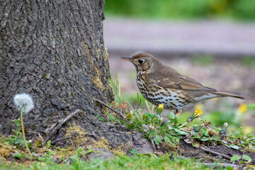 Song Thrush (Turdus philomelos)