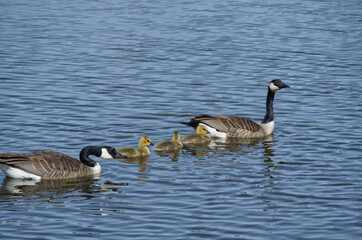 A Canadian Geese Family in the Water