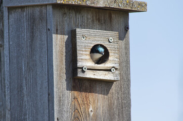 A Tree Swallow in a Birdhouse