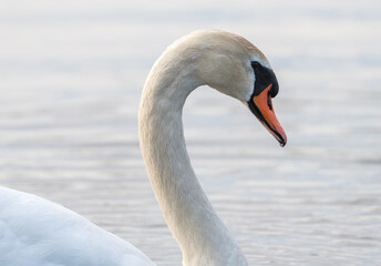 Naklejka na ściany i meble swan on the lake