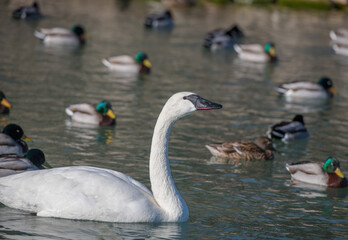 swans on the lake