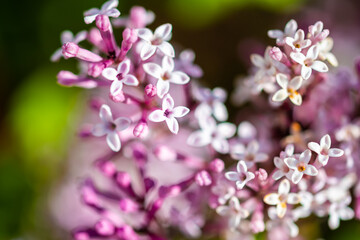 Close-up of the beautiful violet/pink flowers of the small plant Korean Lilac or Dwarf lilac lit by the sunlight, Syringa meyeri