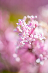 Obraz premium Close-up of the beautiful violet/pink flowers of the small plant Korean Lilac or Dwarf lilac lit by the sunlight, Syringa meyeri