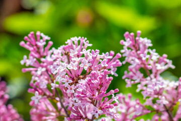 Close-up of the beautiful violet/pink flowers of the small plant Korean Lilac or Dwarf lilac lit by the sunlight, Syringa meyeri