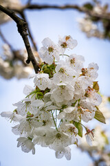 Cherry blossoms against the blue sky in spring, close up