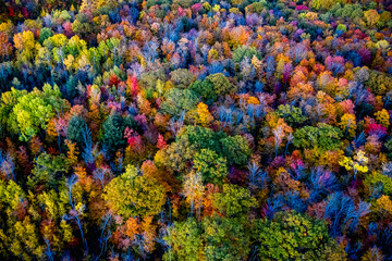 Autumn treetops