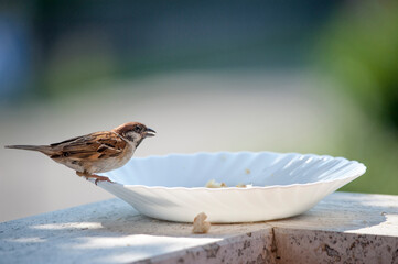Bird on the edge of a plate, eats bread crumbs