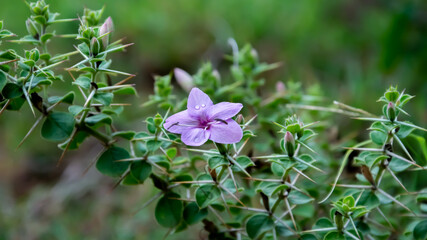 Fototapeta premium Violet Spiny barleria flower in sathyamangalam, Tamil Nadu, India. 