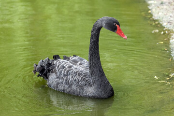Cigno nero