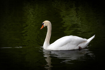 Cigno bianco