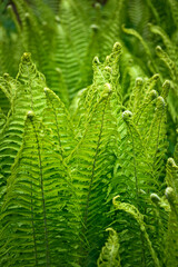 fresh green summer fern 