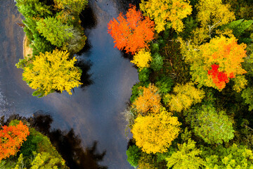 Top down view of colorful treetops in autumn next to a winding creek