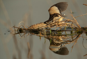Little Bittern fishing at Asker marsh with reflection on water, Bahrain