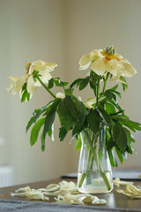 Fading buds of a beautiful creamy peony in a vase on a wooden table. 