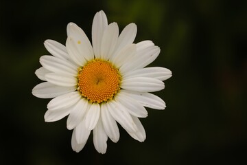 Obraz premium weisse Blüte einer Margerite