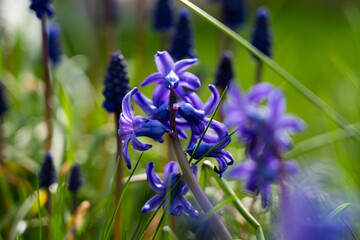 Lots of grape hyacinths on a meadow, blue plants on a green meadow with focus in the middle 