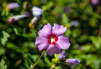 Close up of Hibiscus syriacus purple flower