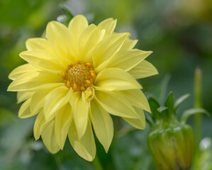 yellow flower
