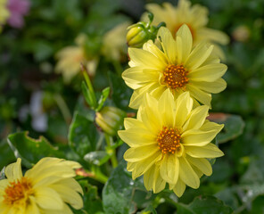 yellow flowers