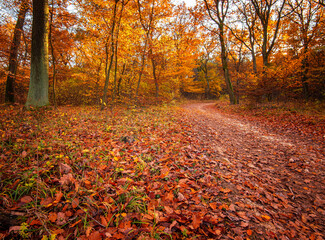 Nice autumnal scene in the forest