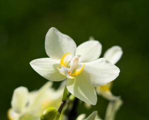 Close up of a blooming orchid, blurred green bokeh background 