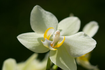 Close up of a blooming orchid, blurred green bokeh background 
