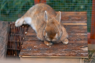 A dwarf rabbit lies stretched out on a piece of wood and sunbathes, hares and rabbits as pets 