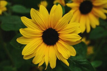 Yellow sunflower in full bloom