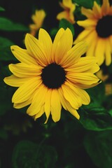 Yellow sunflower in full bloom