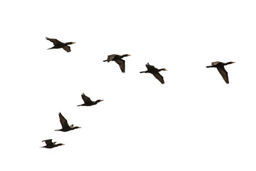 A flock of black Cormorants flying in V formation isolated on a white sky suitable for compositing