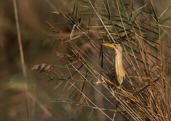 Little Bittern perched on reeds at Asker marsh, Bahrain