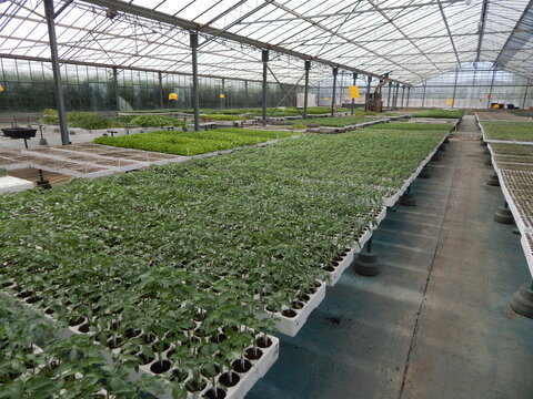 Tomato seedlings in a nursery