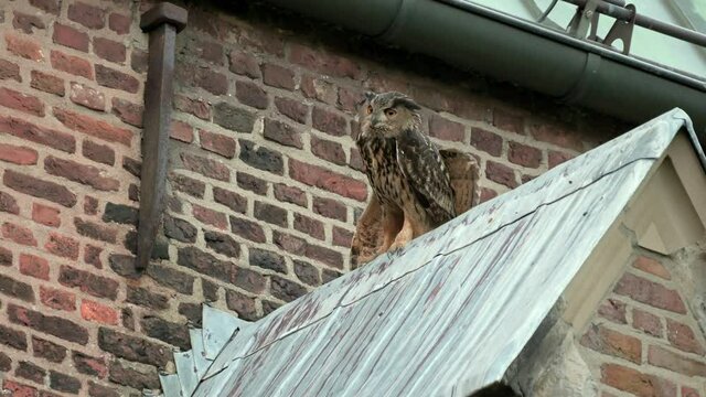 Eurasian eagle-owl (Bubo bubo) sitting on the roof of a church, Heinsberg, North Rhine-Westphalia, Germany
