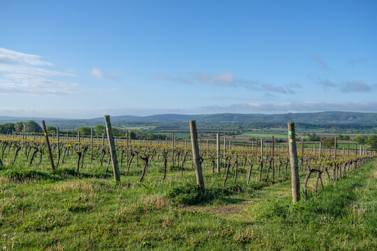 Vineyard In West Sussex, England, UK