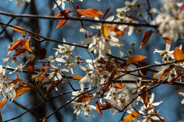 Flowering bush branch