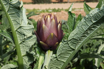 Close-up of an artichoke of the "Violetto" variety