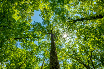 Len Foote Hike Inn Trail, Georgia