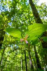 Painted Trillium (Trillium undulatum) in the mountains of Georgia